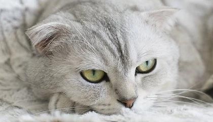 B体育平台_ 中国女足亚运会备战：阵容调整与战术演练，中国女足亚运会成绩