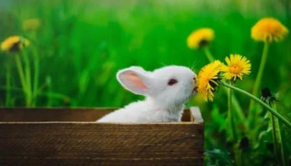 B体育APP下载网址-B体育官方网址：CBA选秀的未来：如何为CBA联赛注入更多新鲜血液？，体育 cba