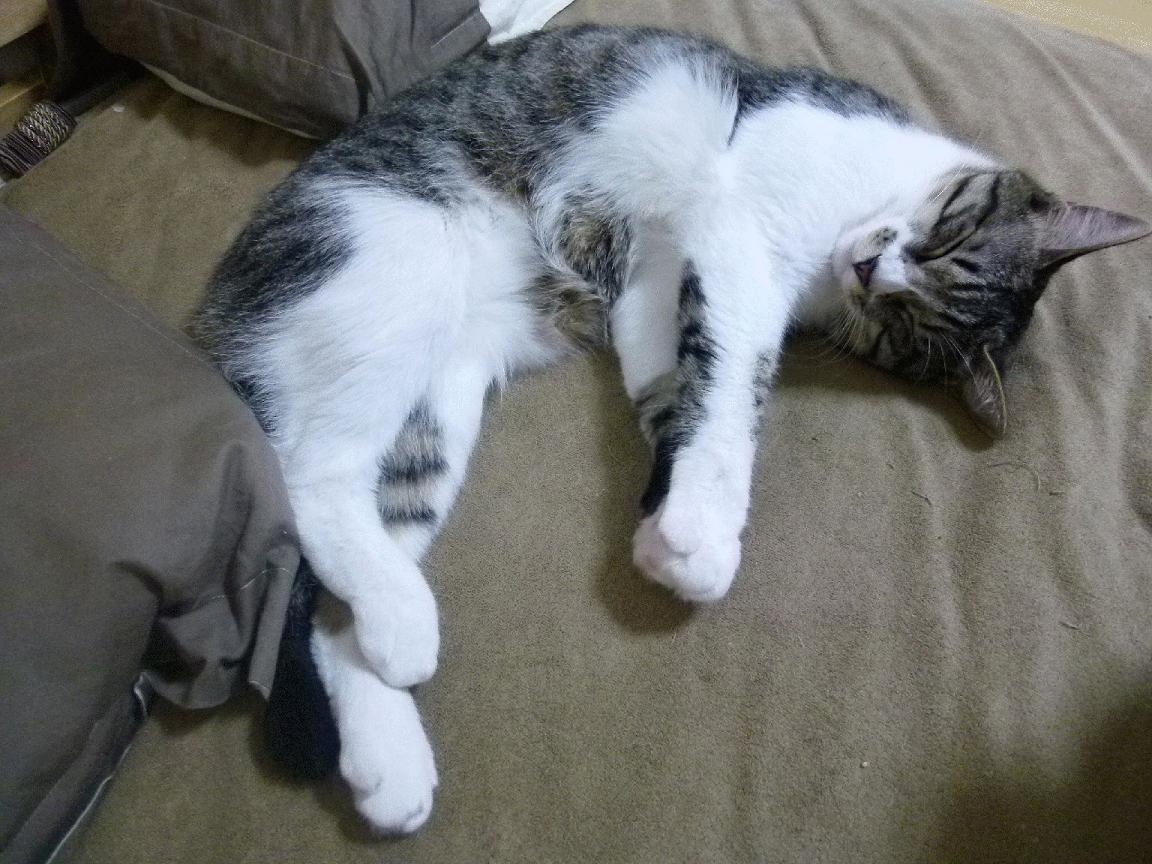 b体育官方网站-_白天黑夜同步赛：跨时区直播引爆全球热潮_，白天黑夜交替特效