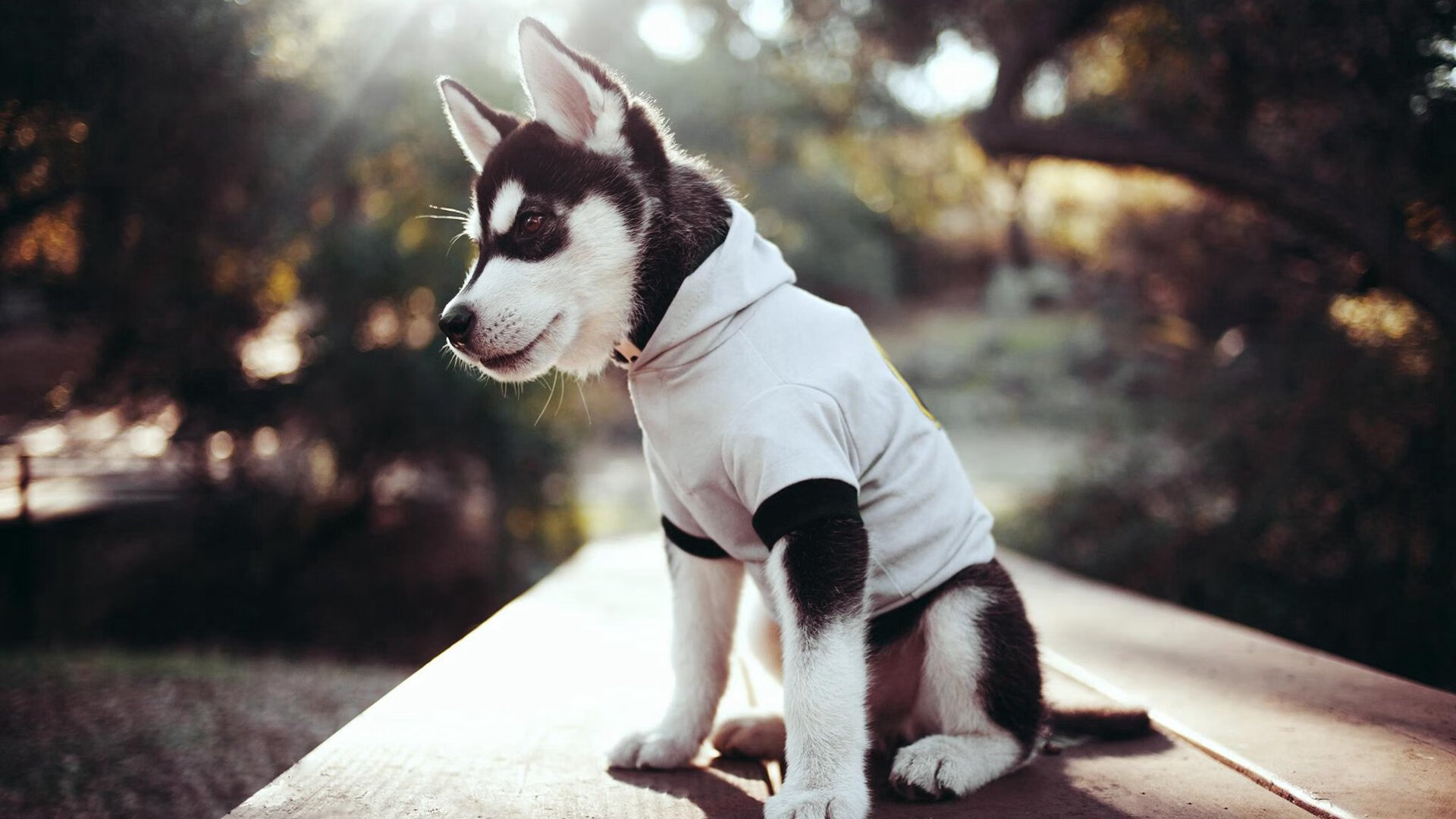 _篮网光芒四射,战术多变令人惊艳_,from the grind up篮网