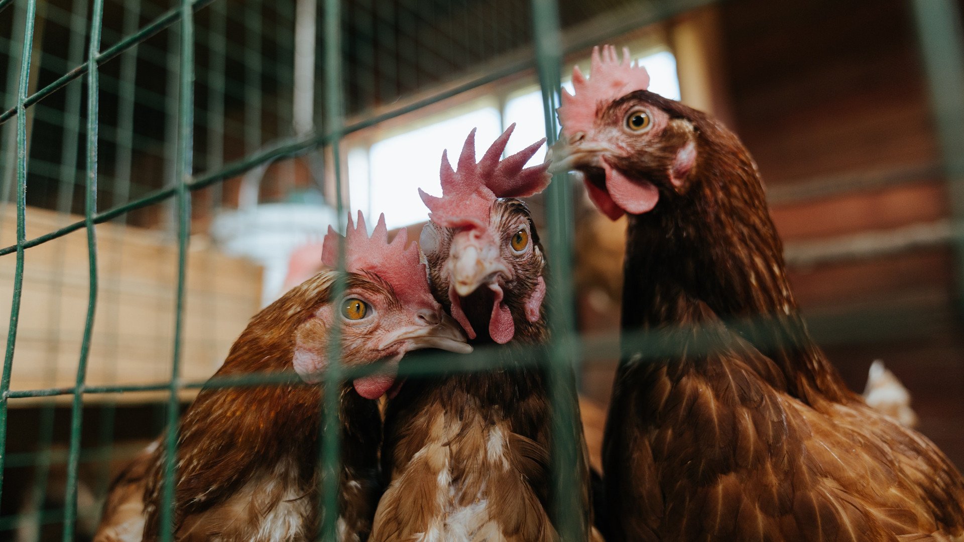 b体育电竞-《电竞内容创作：视频、直播、短片的多维度发展》，电竞视频制作