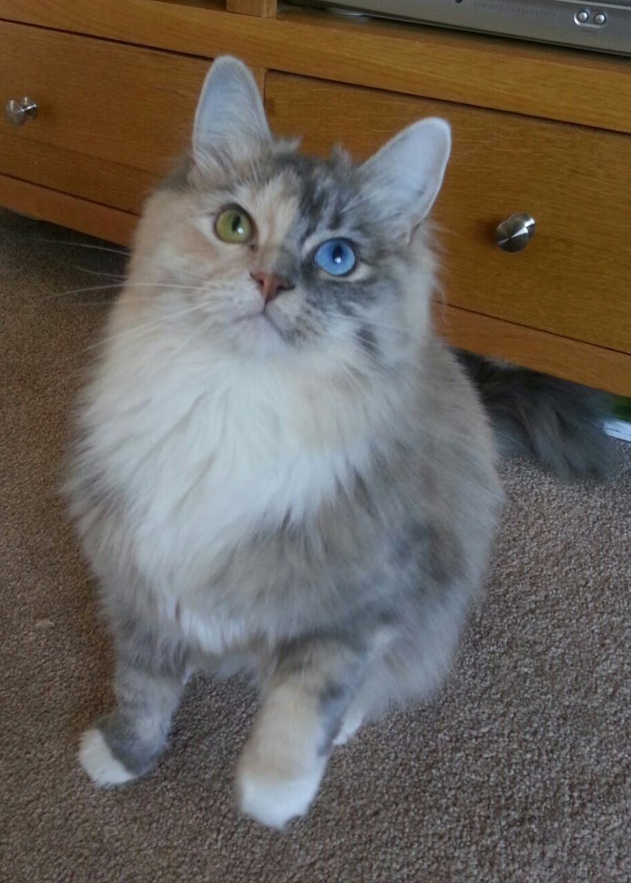 b体育平台-《电竞内容创新：短视频、直播成为新风向》，电竞短视频营销的内容