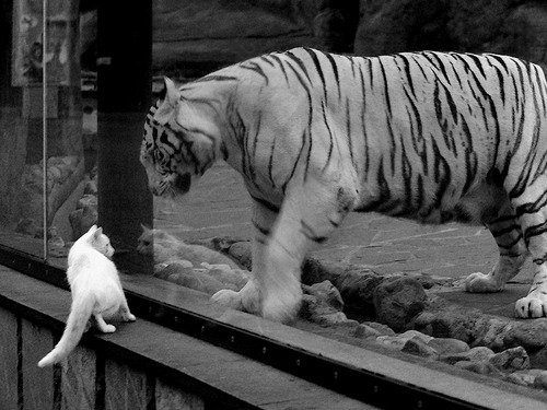 国家举重队备战世锦赛,力争创造历史最佳成绩,国家举重队名单