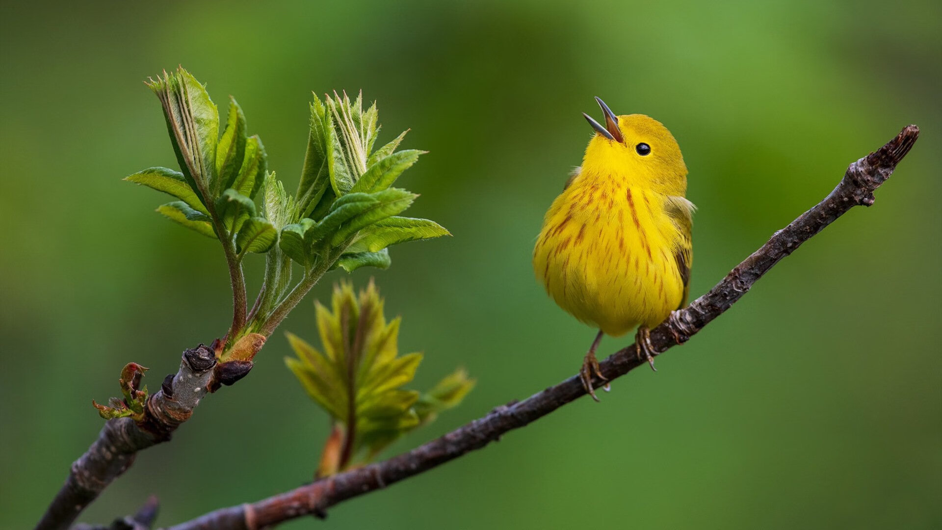 山东泰山主场气氛火爆,球迷热情高涨,山东泰山球队官宣视频
