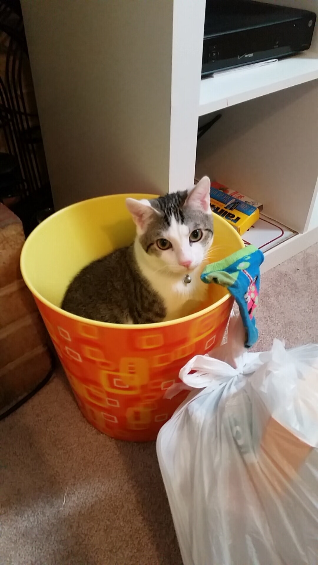 山东经济圈篮球赛事联盟成立，为区域体育合作添动力，山东篮球球队叫什么名字