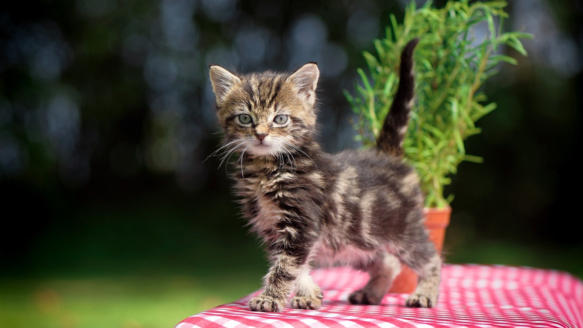 BSPORT 官网-篮球场馆综合服务能力持续提升，篮球场馆综合服务能力持续提升的原因