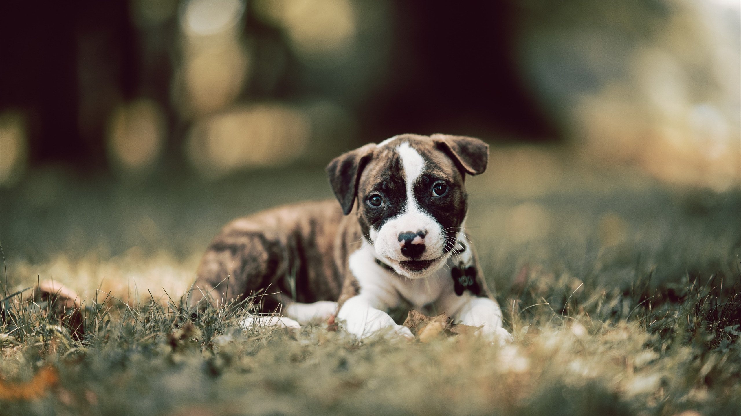 伊朗惊险逆转伊拉克,亚洲杯小组赛再获胜利,亚洲杯伊朗的今天的比赛