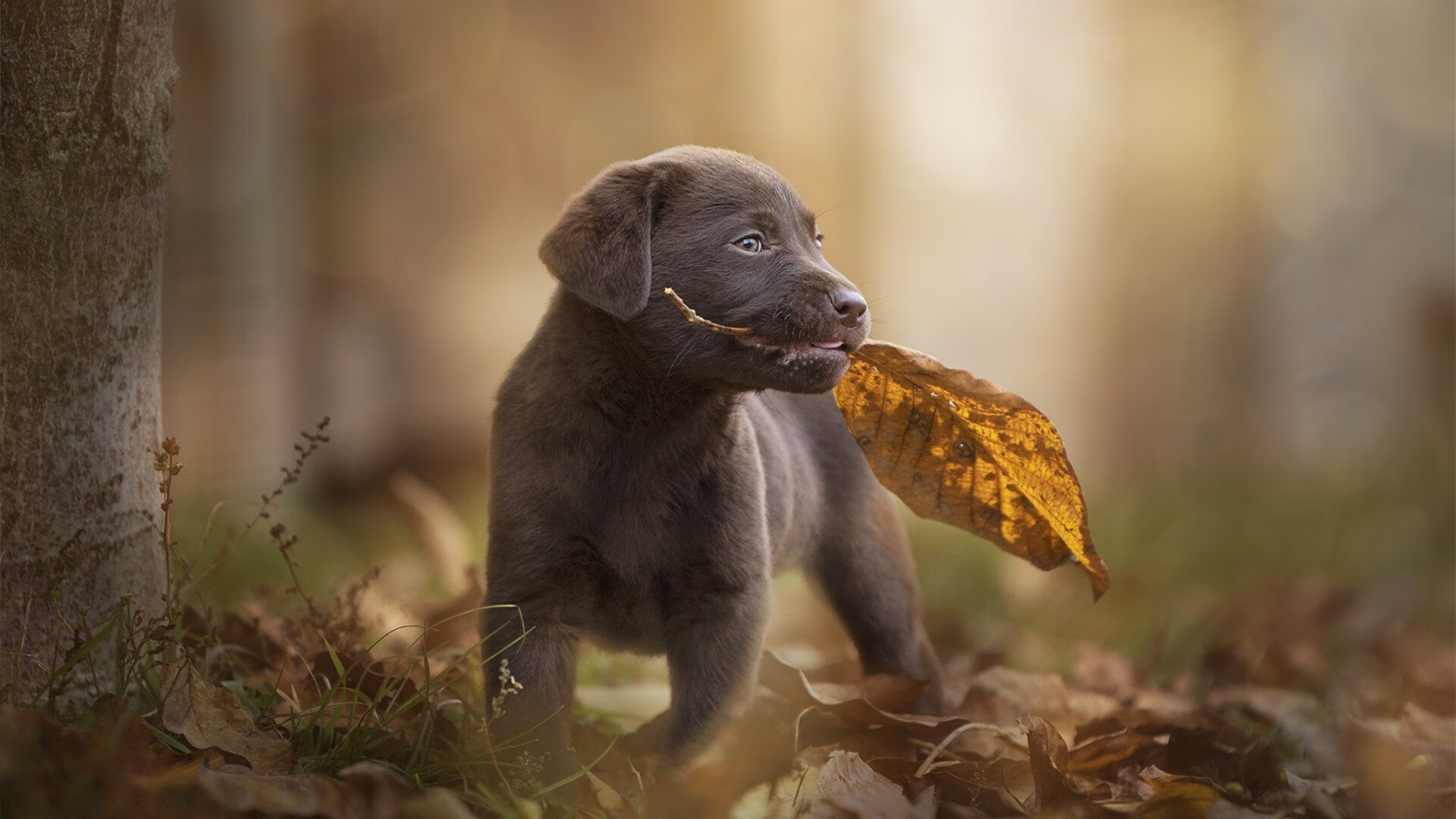 B体育下载-千叶喷射机核心球员发挥稳定，千叶对fc琉球