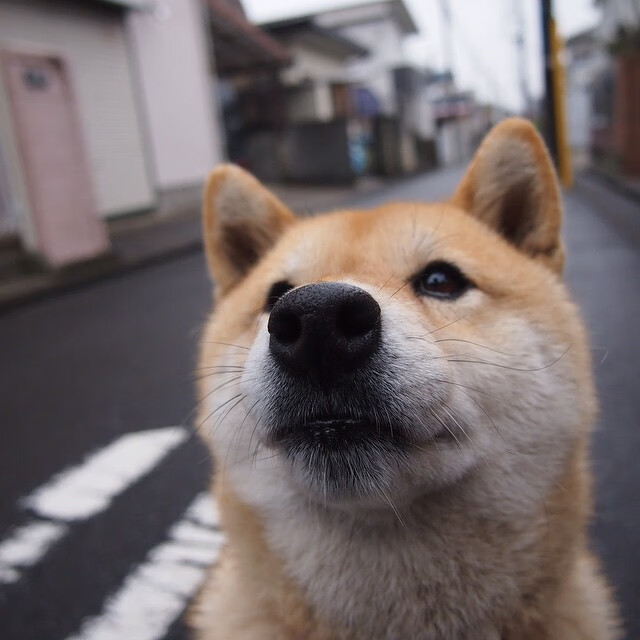 B体育APP下载网址-拜仁慕尼黑阵容轮换取胜，锻炼多名替补球员，拜仁慕尼黑阵型2020