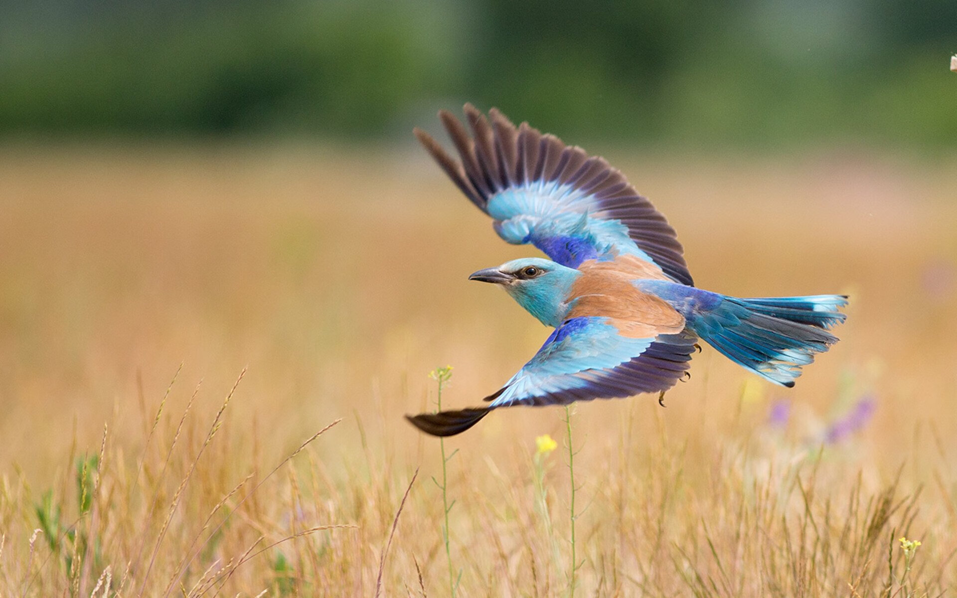 纪录片制作班底进军体育圈，探寻足球真谛，校园足球纪录片
