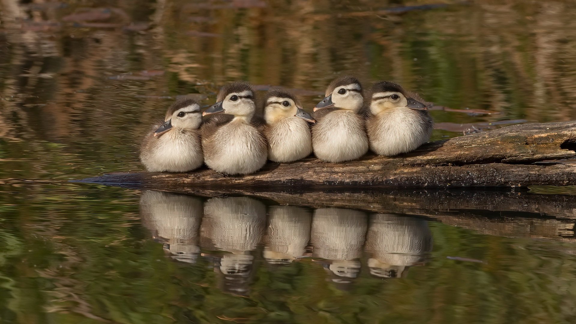 马竞主场告捷，顽强逆转，领先优势扩大，马竞indi