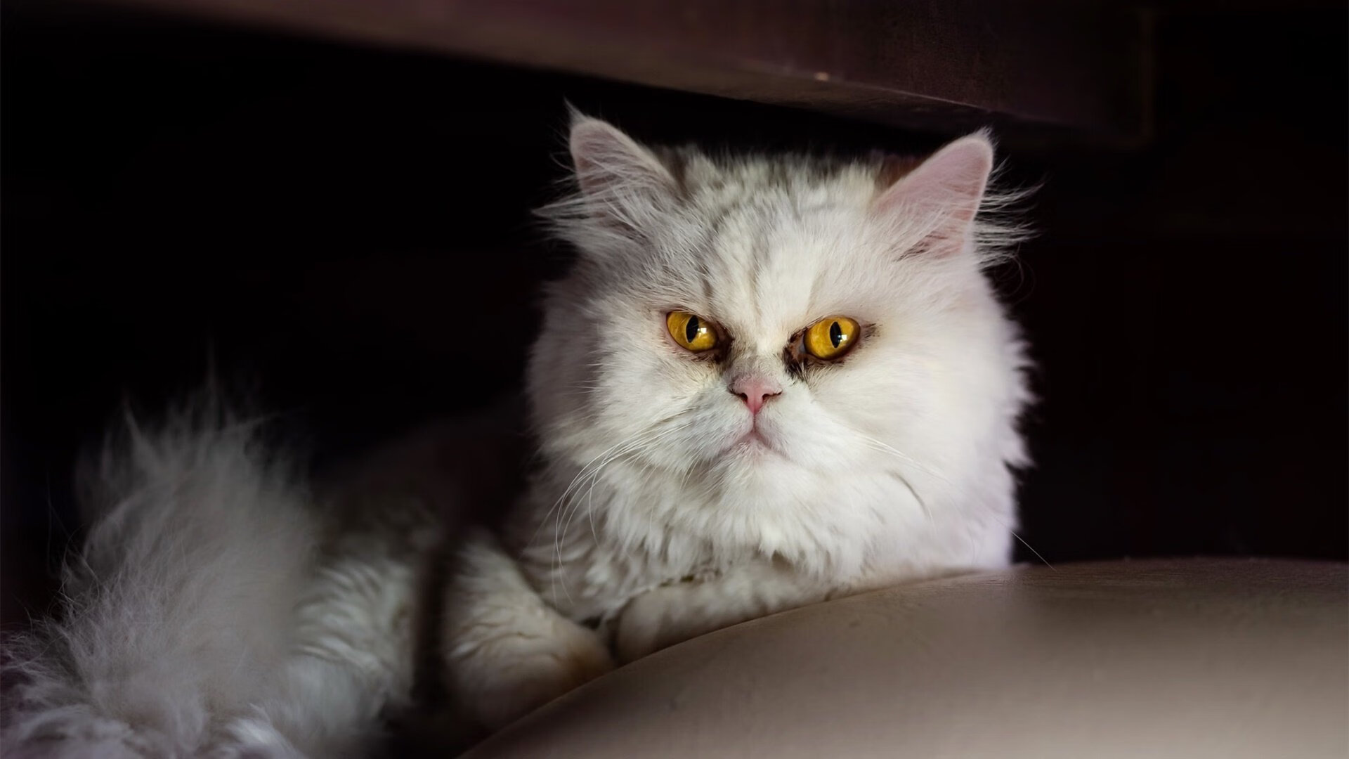 弗兰:全黑队的“速度怪兽”,突破后快速找到队友为其创造机会