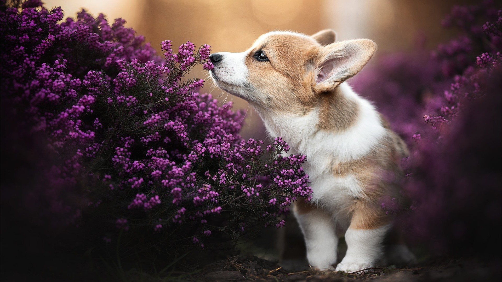 斯洛伐克男篮在欧洲大赛中奋勇直前，迈向国际舞台新征程，斯洛伐克队欧洲杯大名单