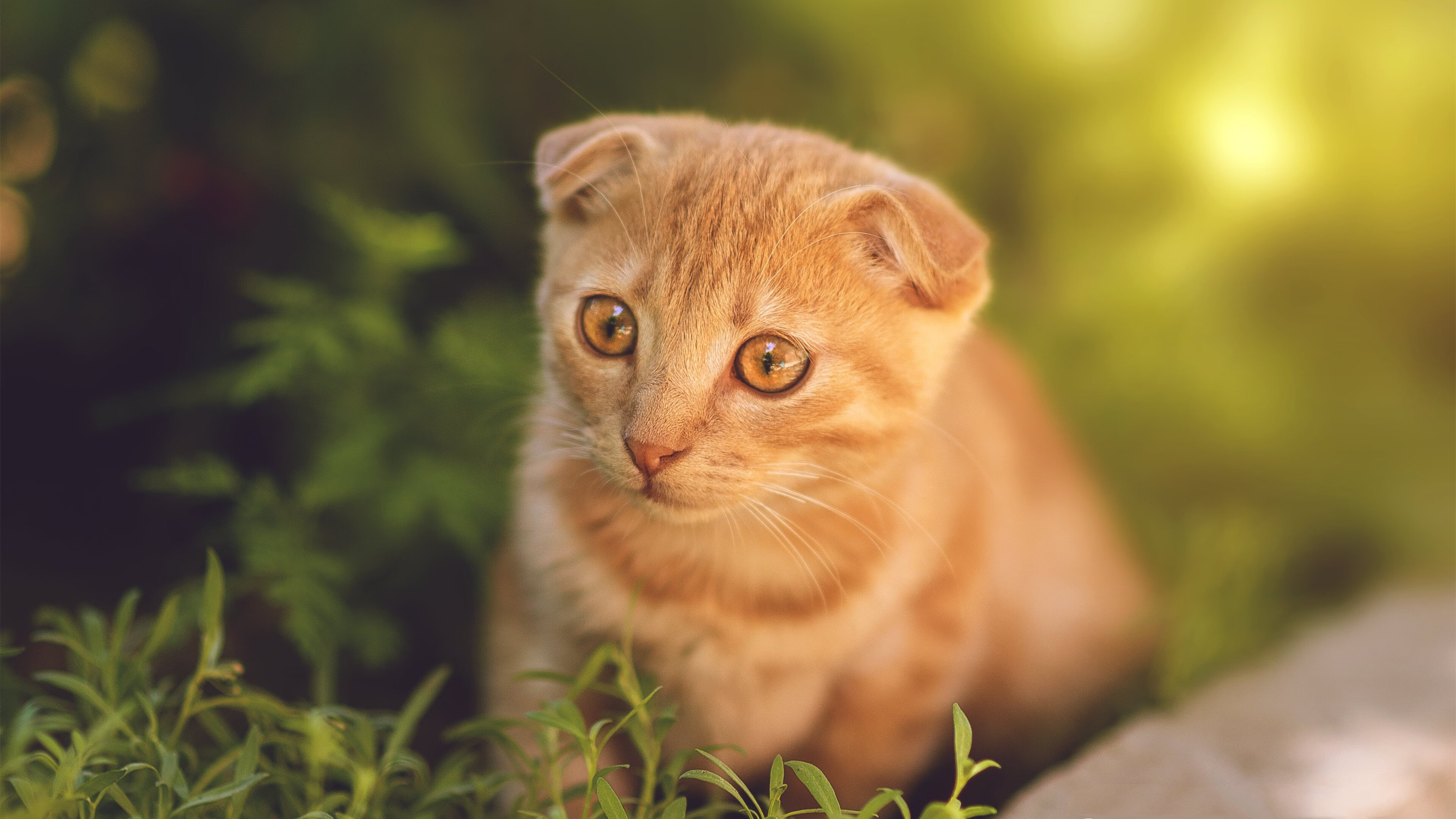 b体育(sports)官方网站-曼联迎来魔鬼赛程主帅提前预警，曼联 联赛