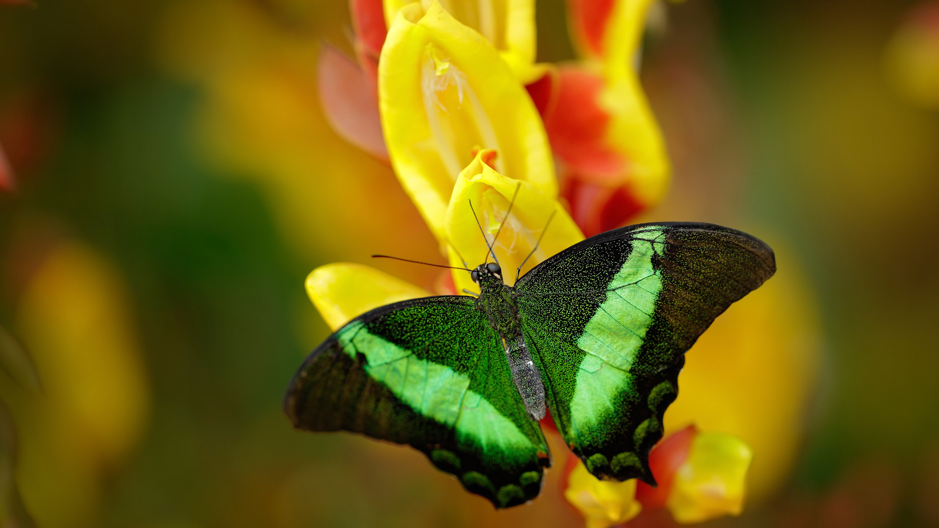 热火发布主客场球迷指引增强体验感,热火主场球馆